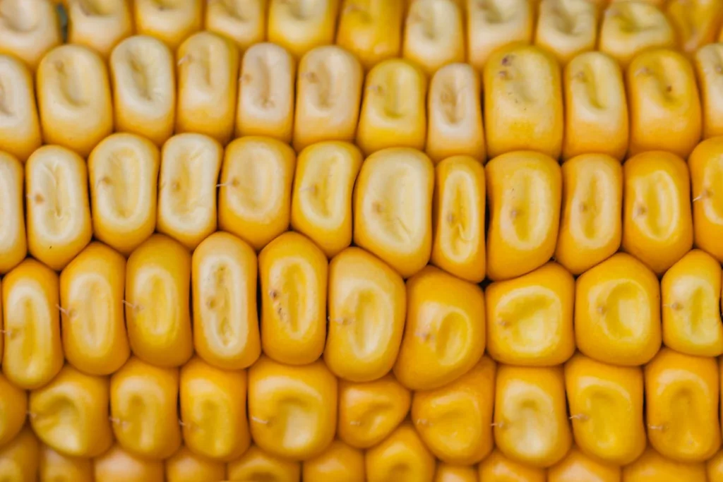 A close-up of golden corn kernels — the renewable crop that plant-based PLA is made from